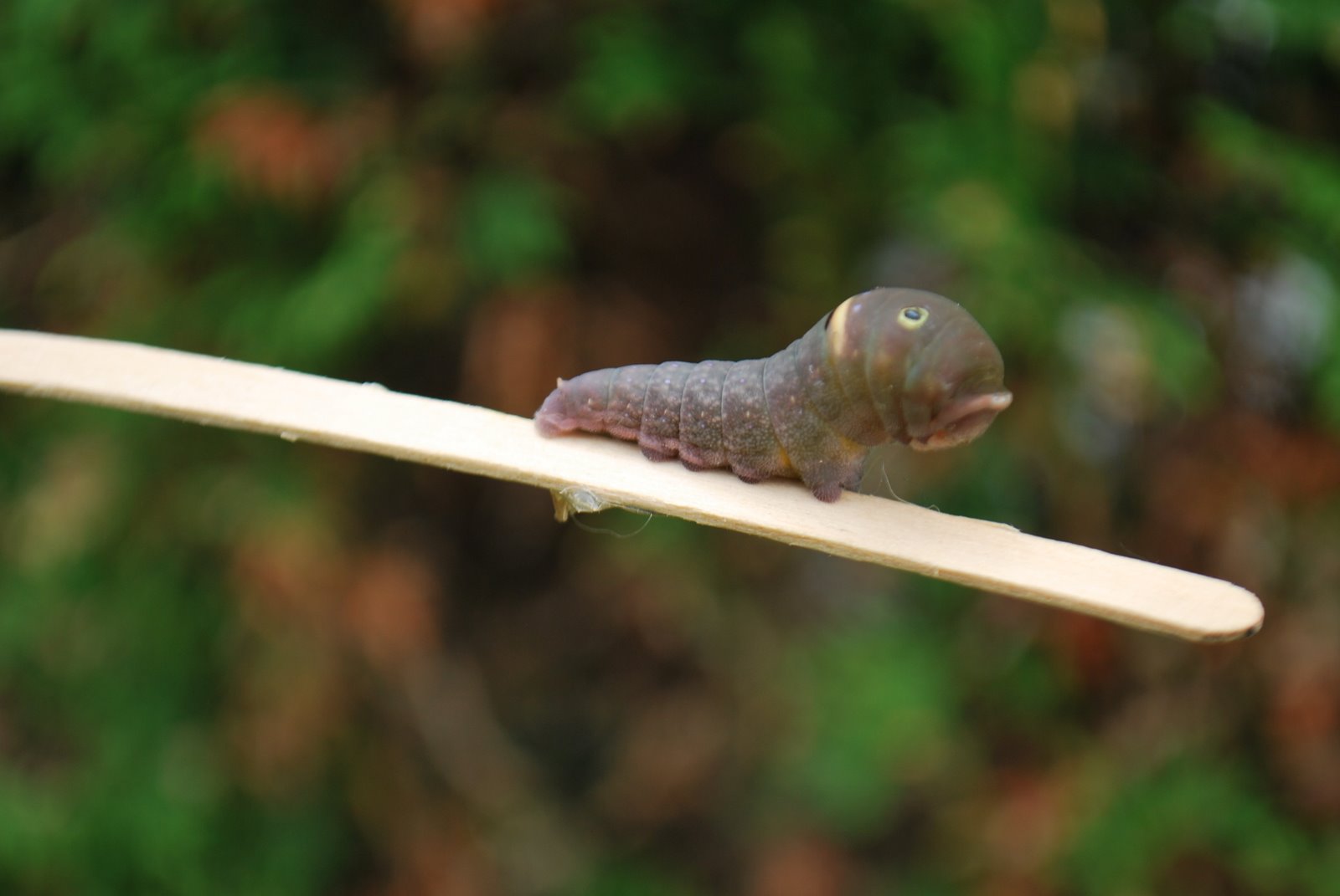 Dolan Art & Photography: Canadian Tiger Swallowtail Caterpillar