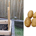 How to Grow 100 Pounds of Potatoes in 4 Square Feet