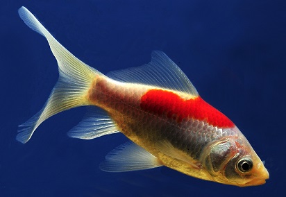Ikan Hias Air Tawar Langka Aneka Ikan Hias