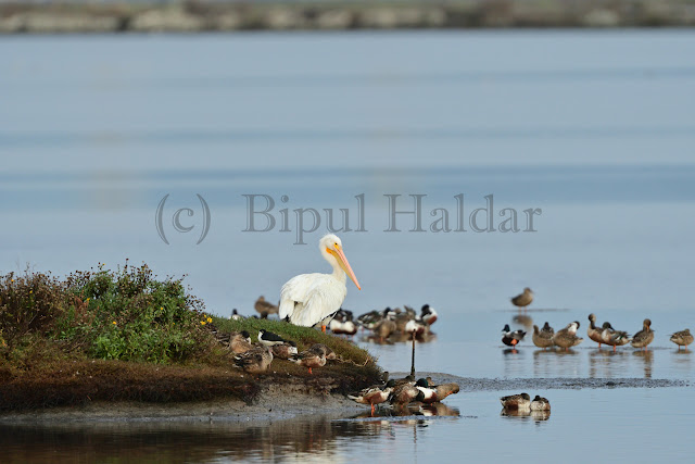 A Great White Pelican in Duck Island A Great White Pelican in Duck Island