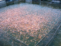 Teknik Jitu Supaya Pembudidayaan Ikan Dengan Waring Ikan Berhasil & Untung Besar Teknik Jitu Supaya Pembudidayaan Ikan Dengan Waring Ikan Berhasil & Untung Besar