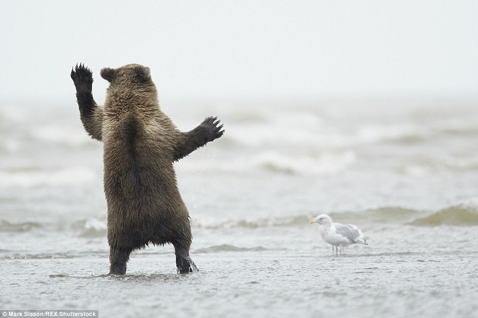 Песня танцующие медведи. Танцующий медведь. Медведь танцует. Мишка танцует. Радостный Танцующий медведь.