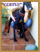 CLETUS GALGO ADOPTADO