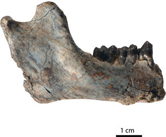 Oldest fossil evidence of split between Old World monkeys and apes