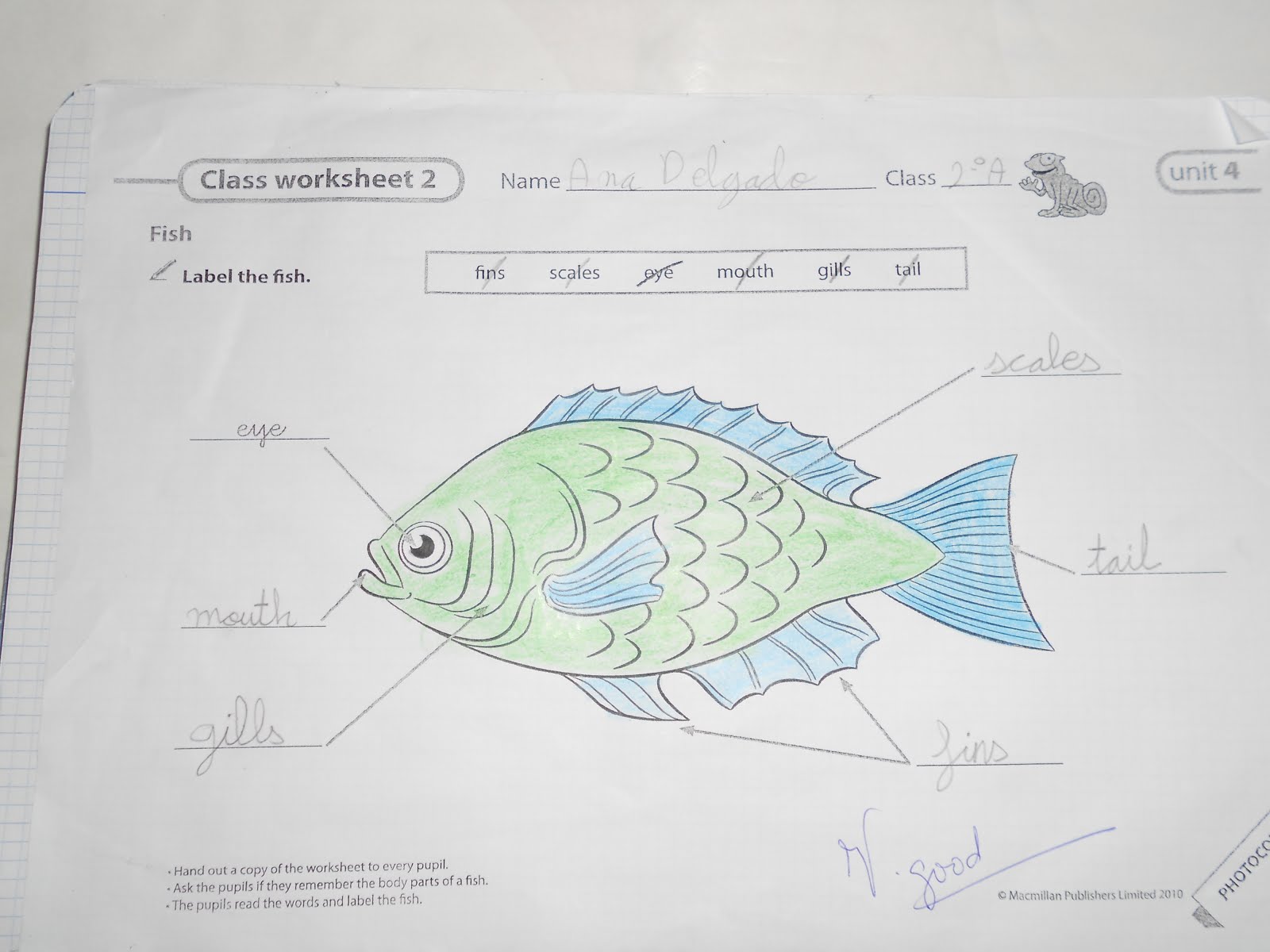 Partes De Un Pez En Ingles