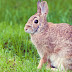 DEA Warns Rabbits Will Get Stoned if Utah Passes Medical Marijuana. Seriously?