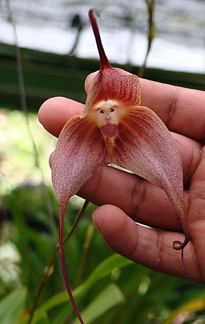 Orquídea “cara de mono” (Dracula simia)