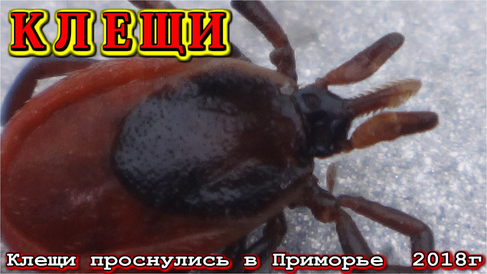 когда просыпаются клещи после зимы