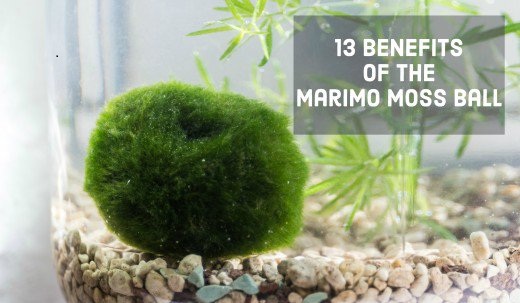 13 benefits of the