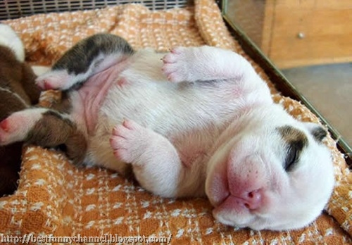 Cute sleeping puppy. 