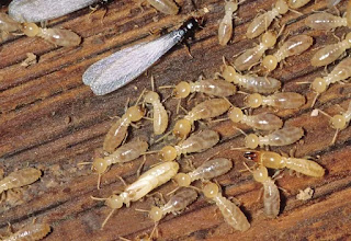 getting rid of termites