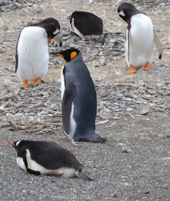 semdivisas.com - Ushuaia - Estancia Harberton - Isla Martillo - Pinguim Imperador.