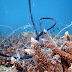 Marine debris Ranger