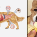 20 Comidas que SÍ le puedes dar a tu perro y 9 que NO deberías darle nunca
