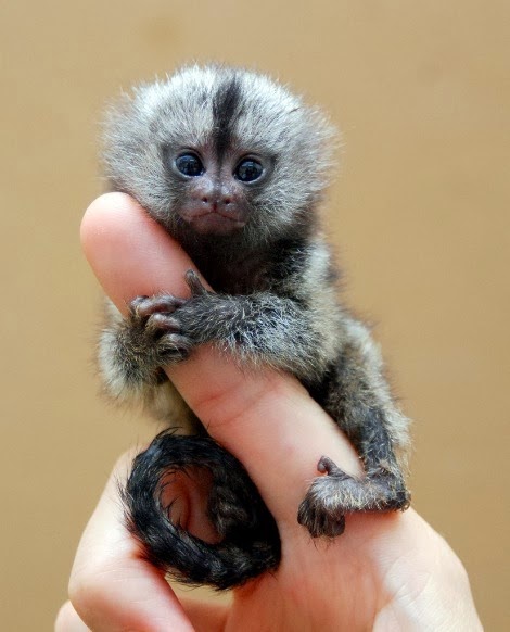 Baby Pygmy Marmoset size of mans finger