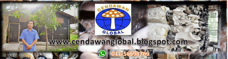 Cendawan Global