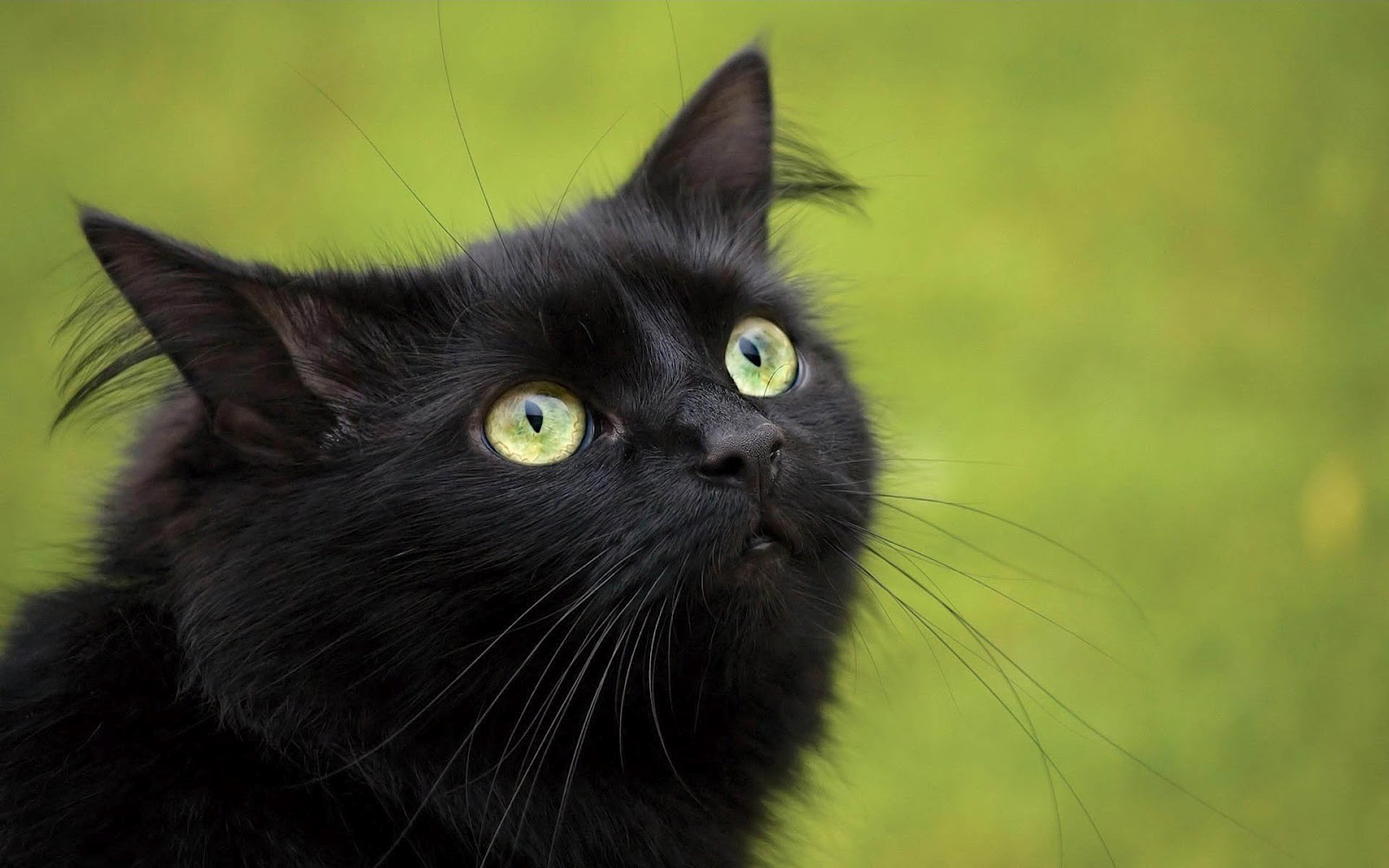 Black cat with green eyes wallpaper - All Best Desktop Wallpapers