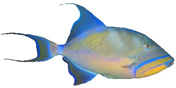 Peixe Porco (Balistes vetula) Peixe Porco (Balistes vetula)