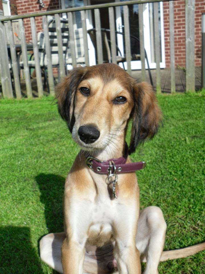 Everything about your Saluki - LUV My dogs