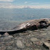 Cidade no Canadá tenta vender carcaça de baleia na internet