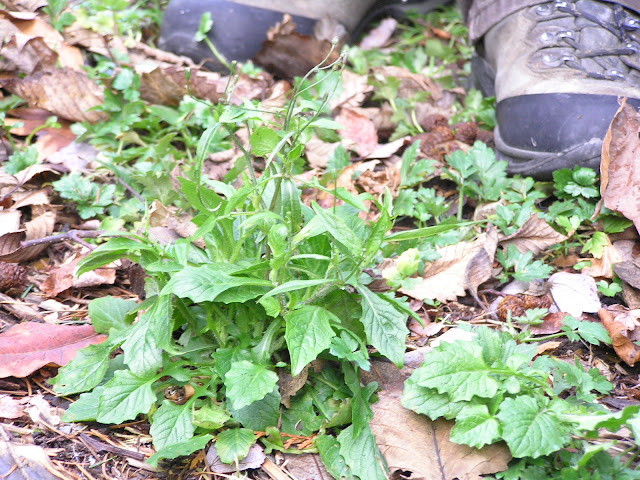 nipplewort edible weeds