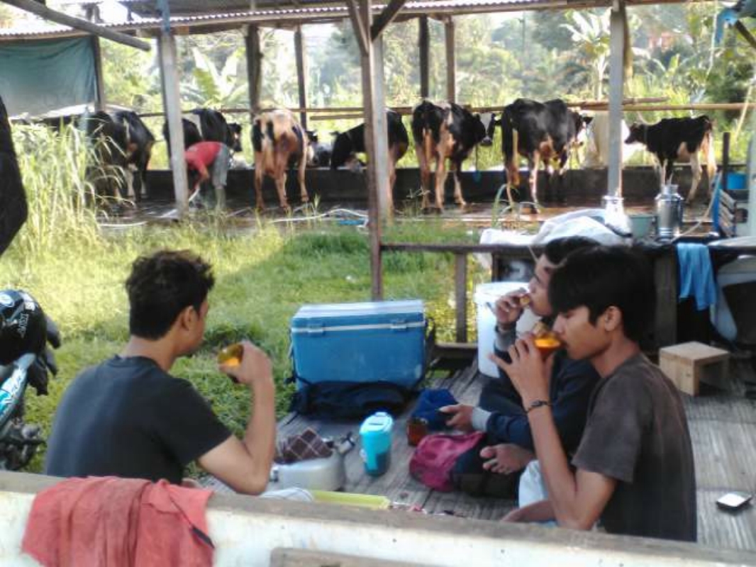 bale milk bar agen sapi murni kefir dan kambing etawa bale milk bar agen sapi murni kefir dan kambing etawa