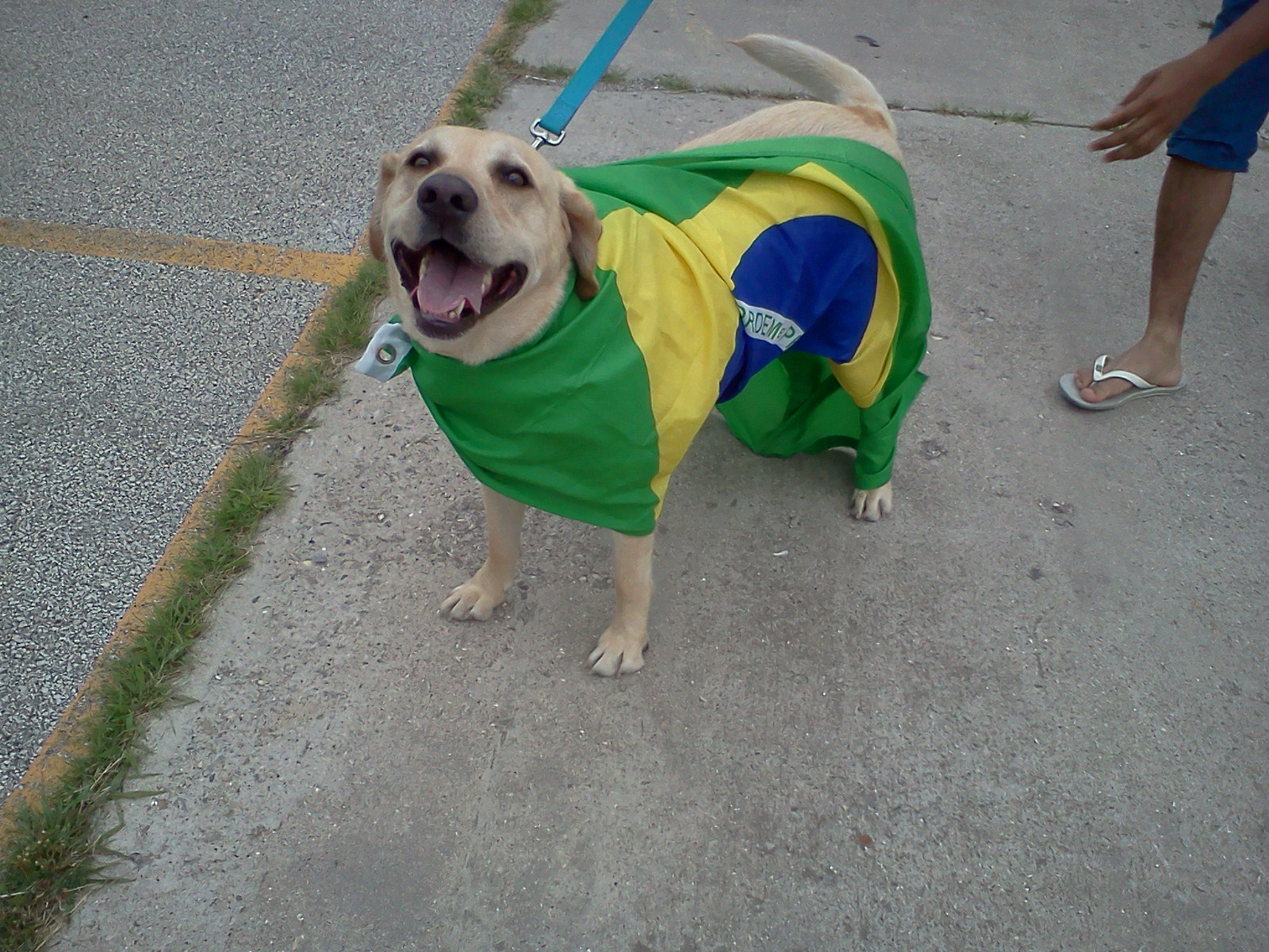My Life Married to a Brazilian Brazilian Dog!!
