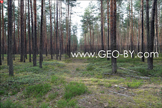 Налибокская пуща - леса высокой природоохранной ценности. Просека со времен Советской власти