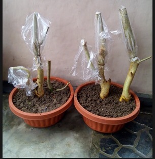 Bonsai Serut Paling Bagus Dan Berbagai Cirinya