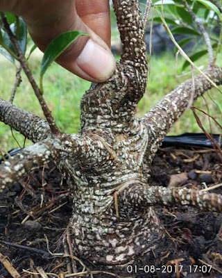 Beringin Kimeng Ficus Microcarpa