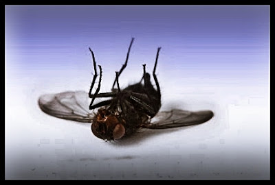 Dead fly