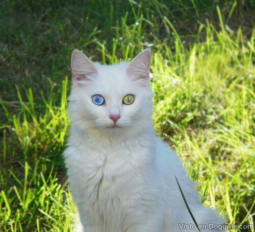 Kucing Dengan Warna Mata yang Berbeda