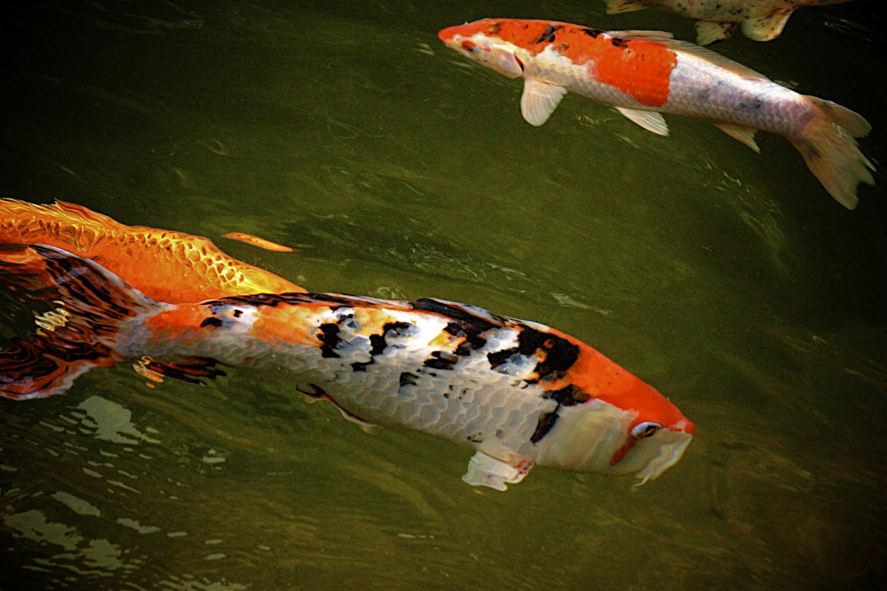 koi-pond-san-francisco-1.jpg