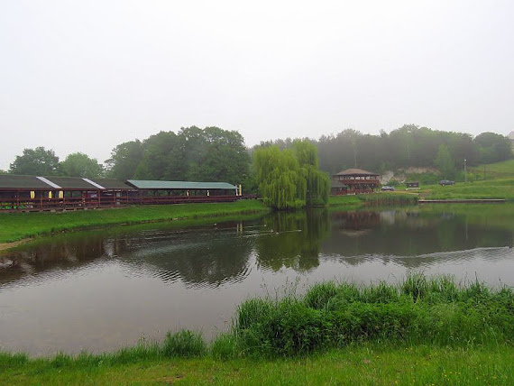 Staw Amerykan amerykan