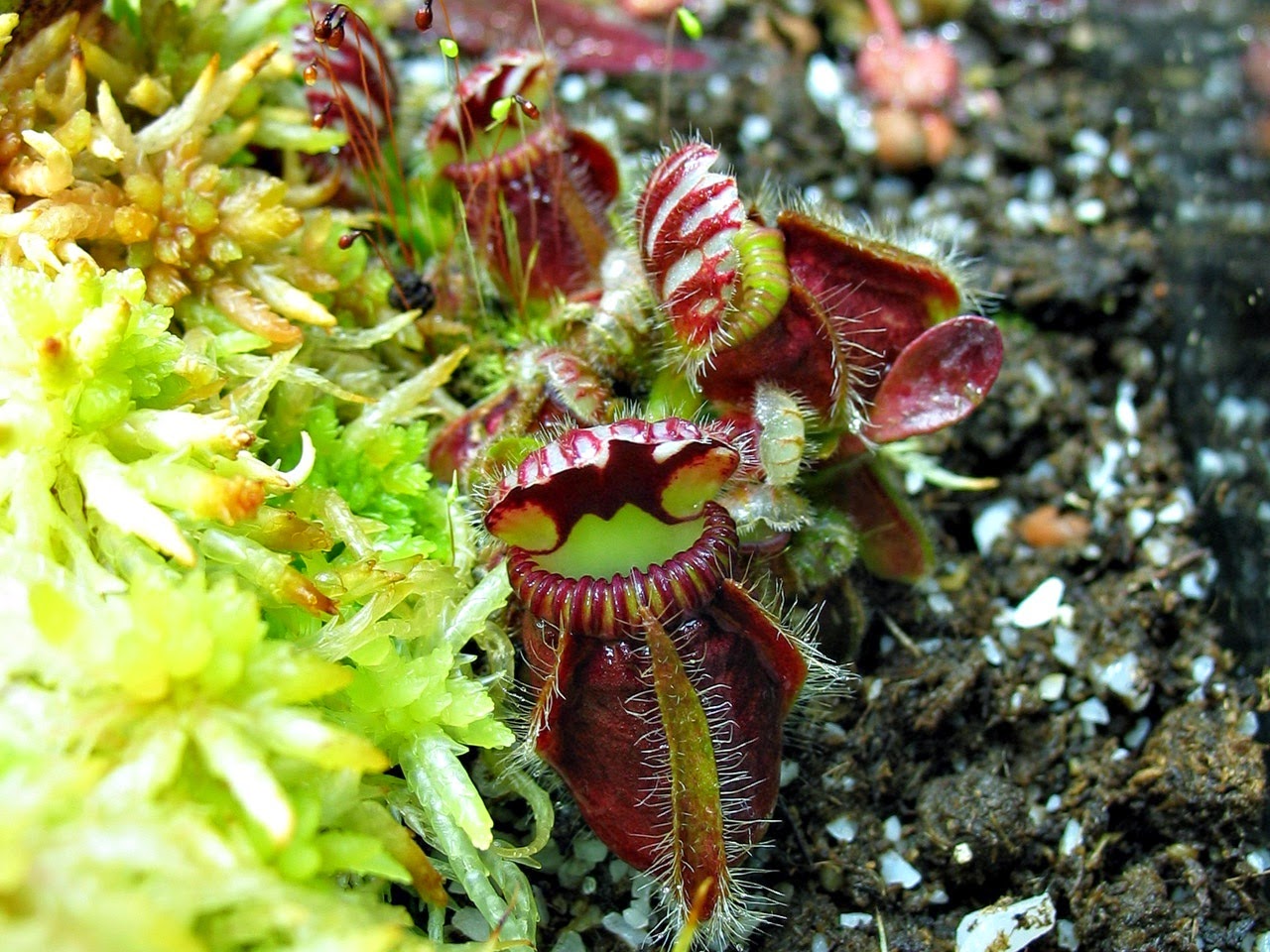 carnivorous plant plants cephalotus pitcher follicularis australian amazing west beautiful ecorazzi pd pitchers