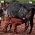 Vaca dá luz a bezerros gêmeos com intervalo de 13 dias entre os nascimentos na Bahia