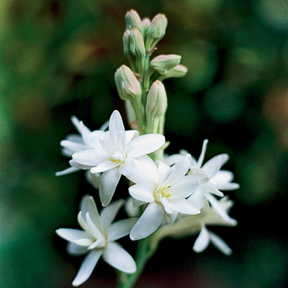 Tuberose (Rajni Gandha) Plantation and Care