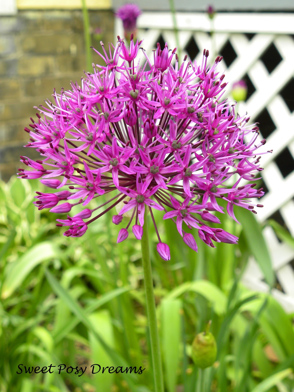 Sweet Posy Dreams May Day Flowers