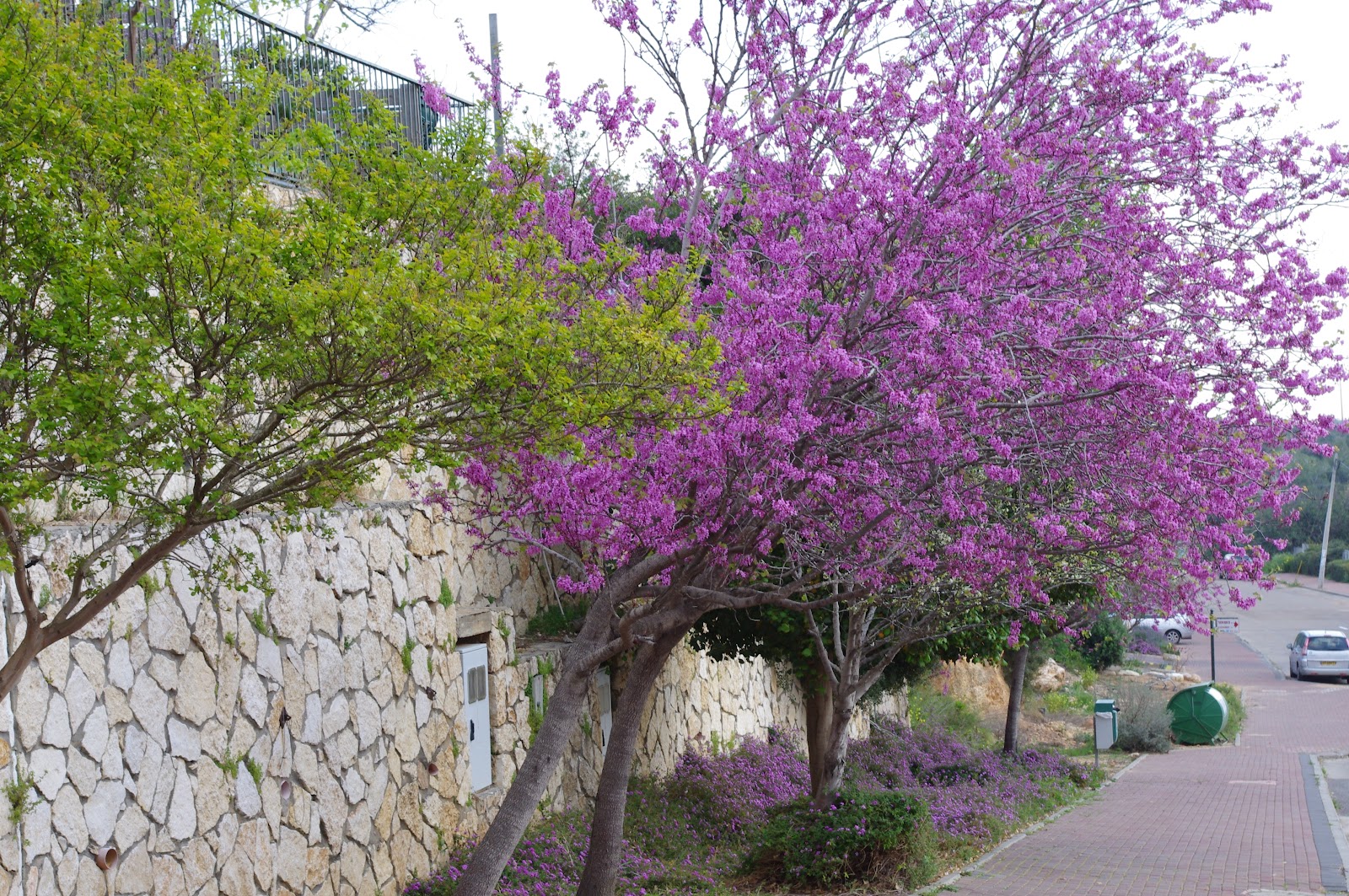 Dodonaea Viscosa Archives Ramblings From A Desert Garden