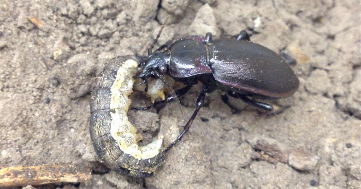 Prairie Pest Monitoring Network Blog Insect of the Week (21 May, 2018