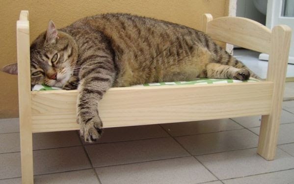 Εξωφρενικά υπέρβαρες γάτες [εικόνες]