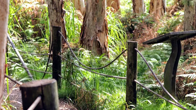 Broken fence and overgrown trail in Lachlan Swamp in Centennial Park Sydney