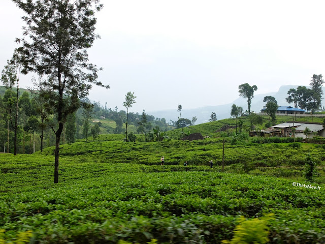 Plantations Thé montagnes Sri-Lanka Mackwood tea trees exportation culture 
