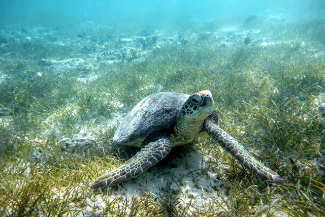 2016090104nouvelleCaledonie.JPG