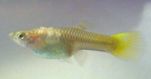 Jenis Penyakit Ikan Guppy dan Cara Pengobatannya Cara Jenis Penyakit Ikan Guppy dan Cara Pengobatannya Cara