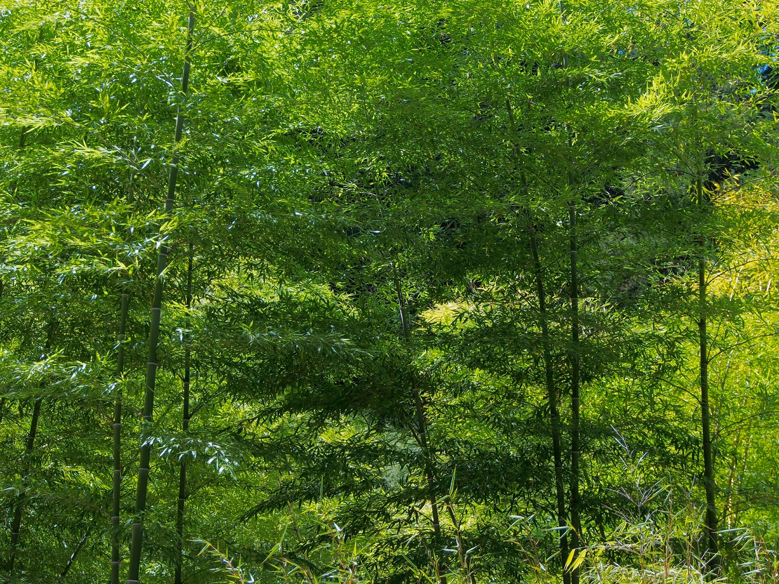 Bamboo at the Hoyt Arboretum