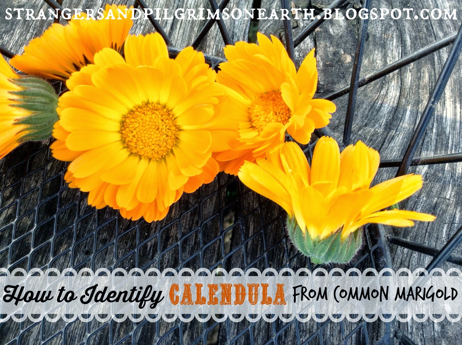 How to Identify Calendula {Pot Marigold vs. Common Marigold}