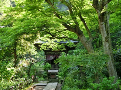 円覚寺の新緑