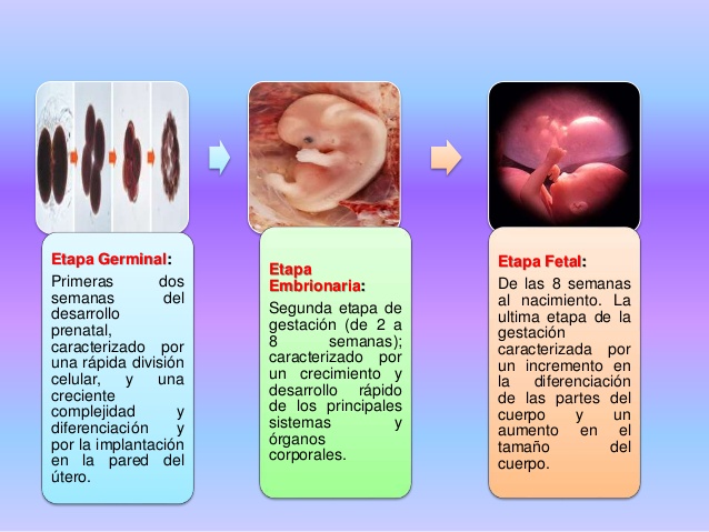 Sin hambre primeras semanas embarazo