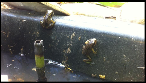 Look what happened a few months after rescuing tadpoles from a drying up puddle!